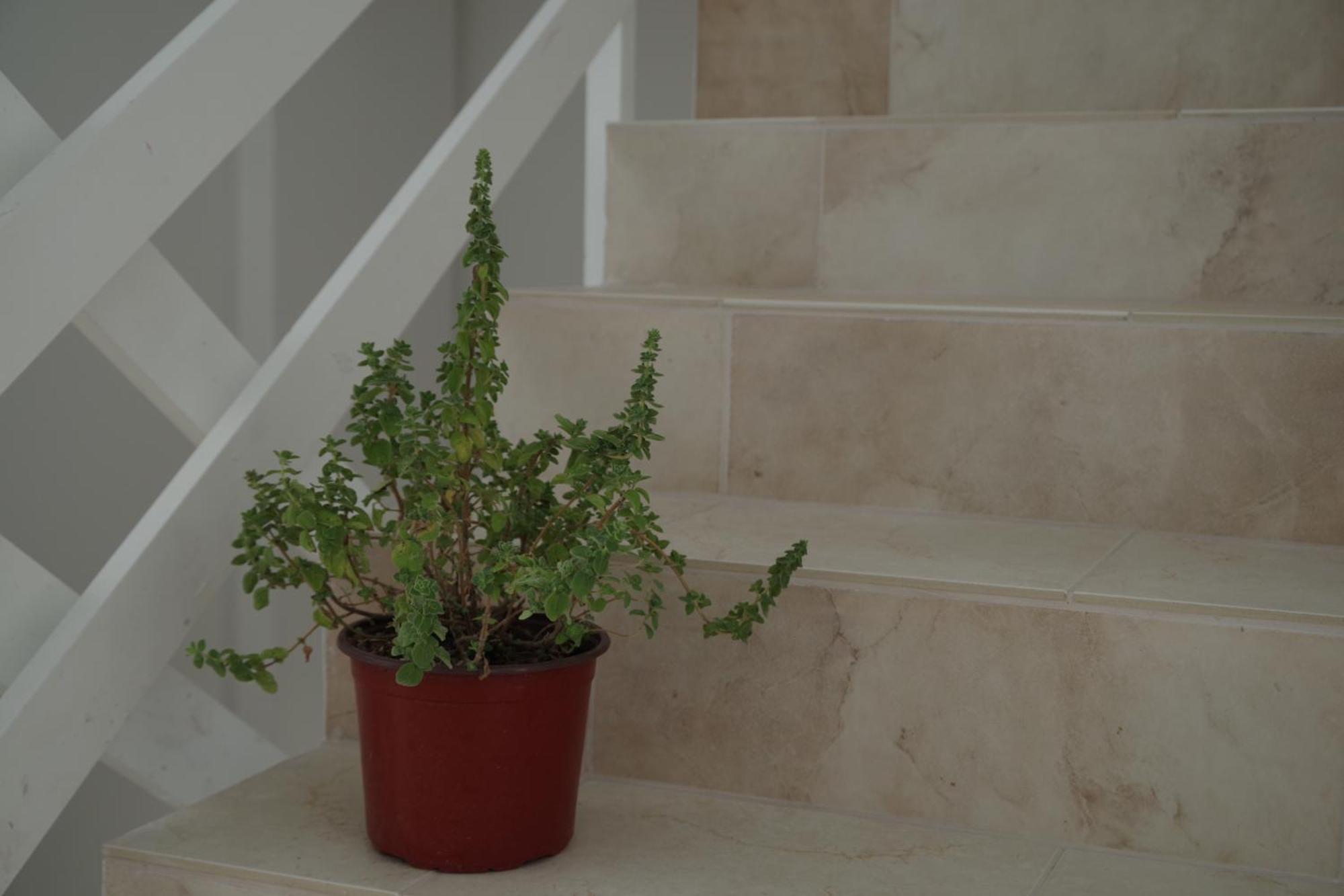 Soso'S Apartments -Vacations Next To The Beach Psari Forada Exterior foto