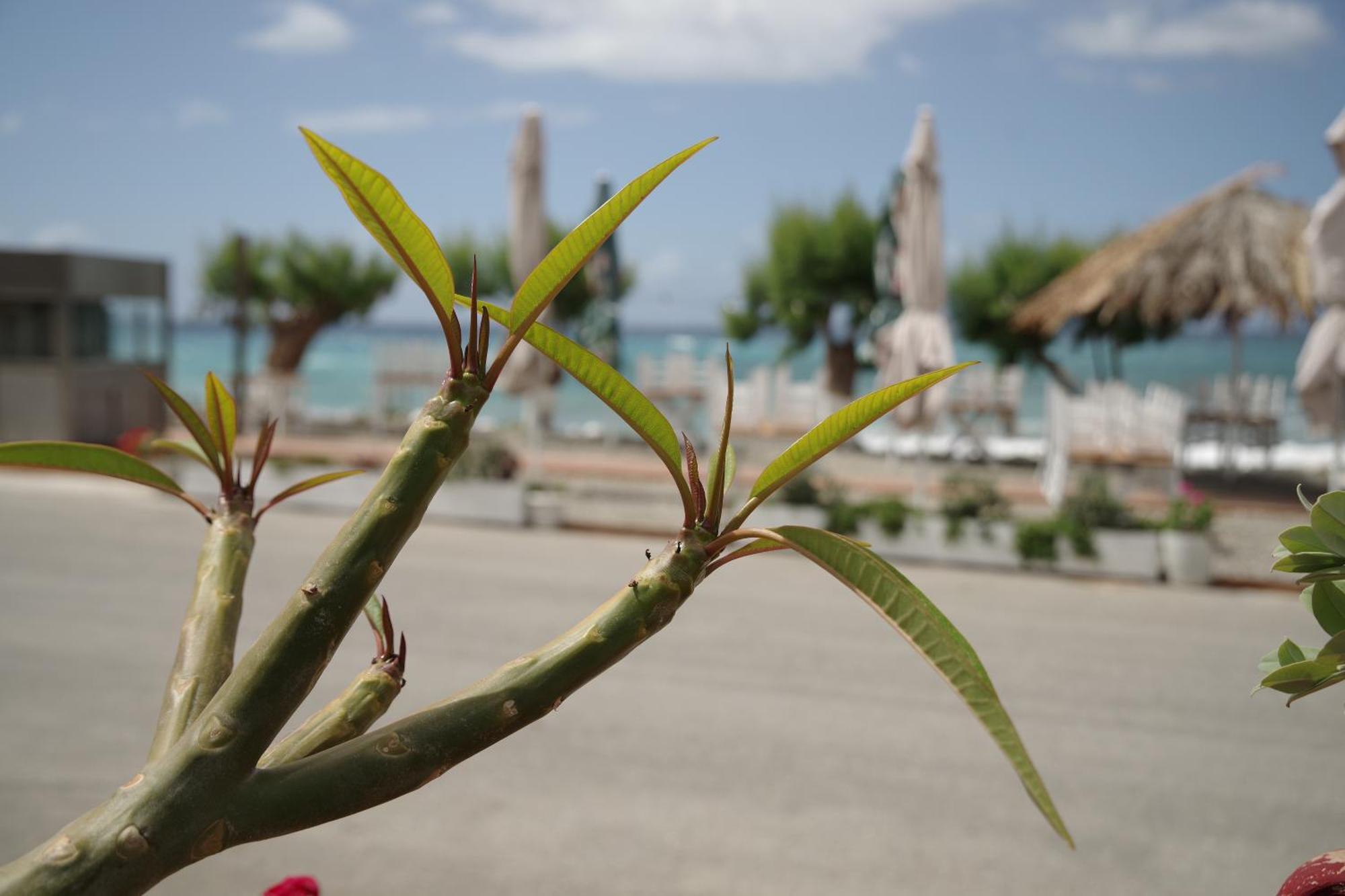 Soso'S Apartments -Vacations Next To The Beach Psari Forada Exterior foto